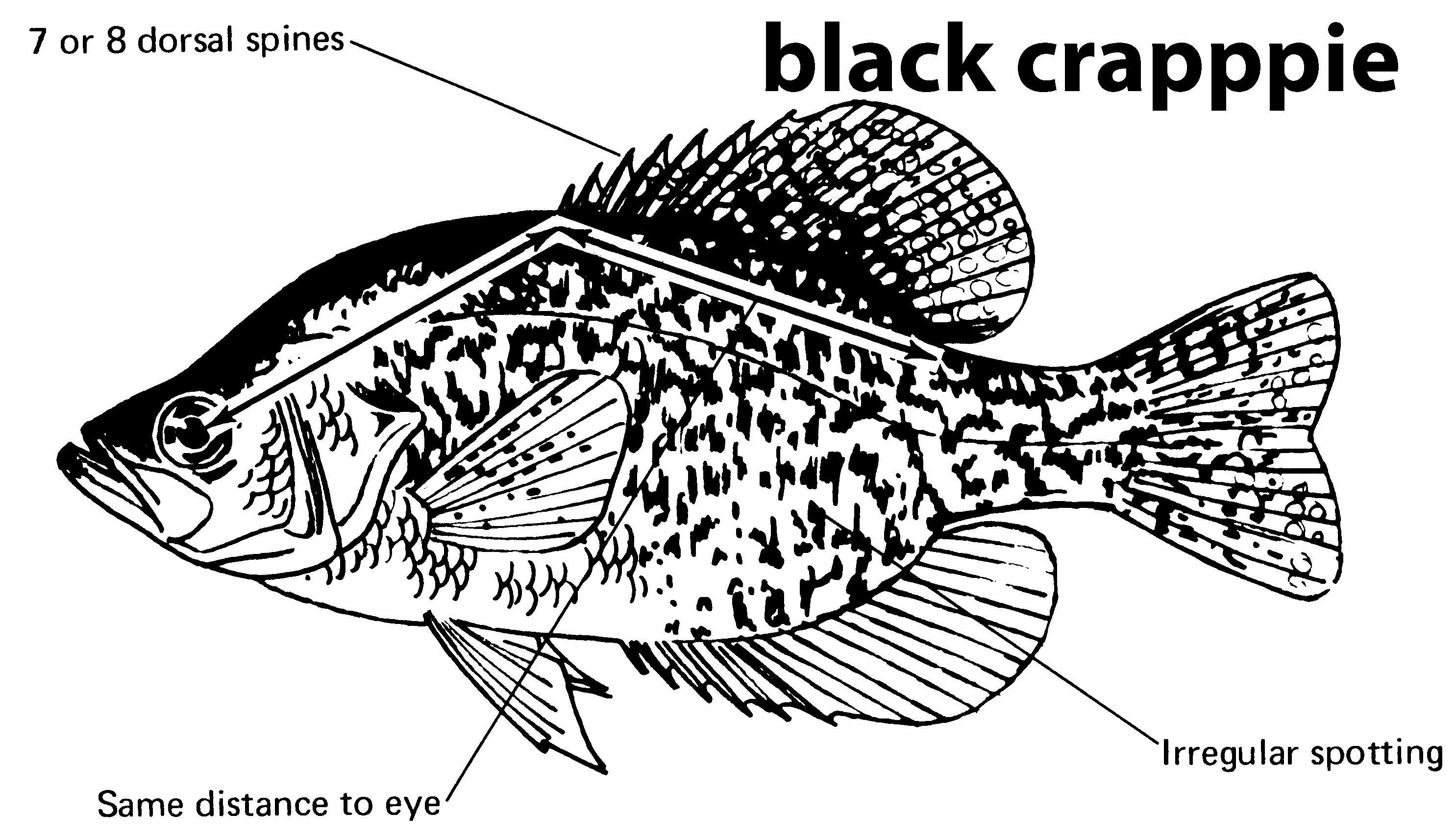 characteristics of a black crappie